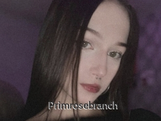 Primrosebranch