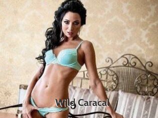 Wild_Caracal